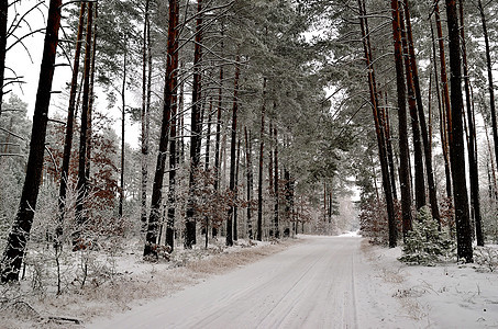 冬季风景 森林道路和树木覆盖林木的冬季地貌绿色农田灰色沉积白色灌木分支机构杂草树枝桤木图片