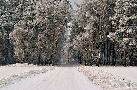 冬季风景 森林道路和树木覆盖林木的冬季地貌树枝天空飞机灰色雾凇灌木农田沉积白色桤木图片