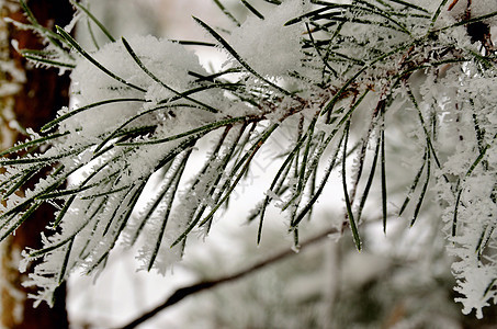 森林背景模糊的松树枝 上面覆盖着无林冻霜雾凇松树沉淀灰色灌木白色水晶分支机构树木植物图片