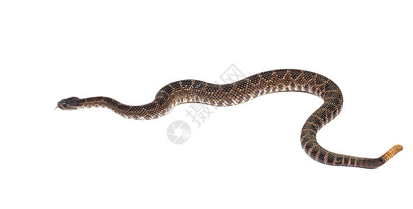 南太平洋拉托尔斯纳克前面摇铃毒液致命生物爬虫蝮蛇毒蛇野生动物图片