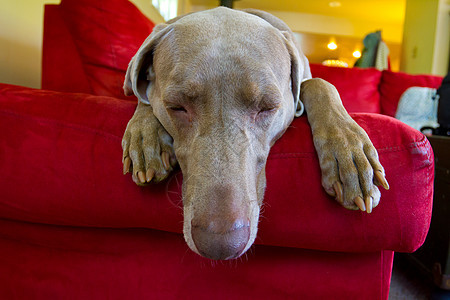 维马拉纳犬纯品种灰色犬类睡眠休息三伏天指针威马宠物图片