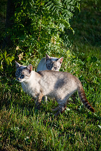 猫咪灰色双胞胎情侣动物毛皮宠物猫科条纹背景图片