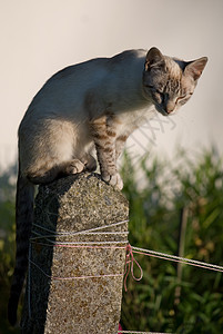 猫咪宠物灰色猫科动物动物毛皮条纹图片