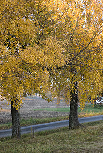 秋天分支机构树木树叶季节图片