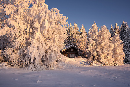 冬季风景季节阳光晴天阴影木头蓝色天空美丽天气荒野图片