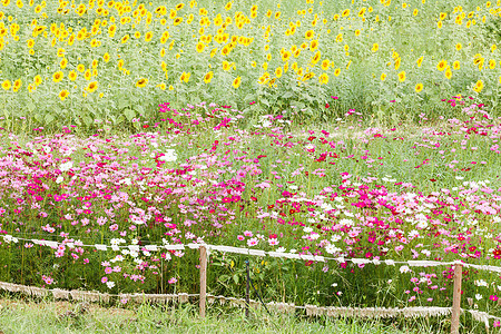 草原上美丽的花朵叶子生活季节天空荒野公园太阳植物明信片草地图片