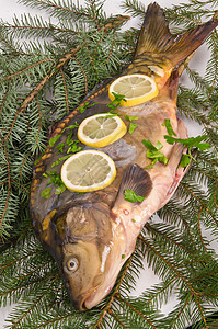车鲤鱼动物海鲜健康眼睛熟食水果钓鱼主题薄荷图片