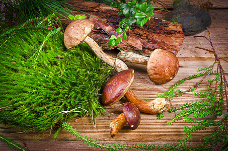 蘑菇收藏蓝色叶子粮食森林树叶橙子蔬菜宏观植物美食图片