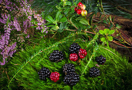 野生黑莓荒野叶子红色绿色黑色浆果饮食蔬菜森林食物图片
