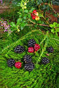 野生黑莓营养绿色森林荒野叶子衬套甜点食物蔬菜盘子图片