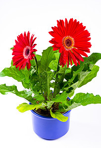格柏花束植物植物群宏观绿色格柏花园红色花朵图片