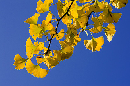 ginkgo 银果药物植物学植物绿色黄色色彩草本植物颜色树叶医疗图片