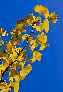 ginkgo 银果药物树叶植物学药品颜色叶子医疗色彩金子植物图片