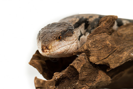 蓝舌皮肤生物学捕食者危险荒野侵略异国宏观动物学石龙子蜥蜴图片