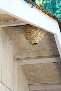 巨型蜂巢图片
