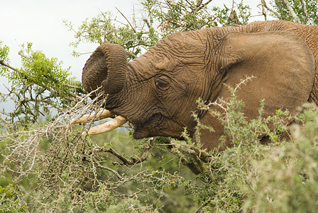 大象食用绿色厚皮国家公园灰色游戏动物哺乳动物皱纹耳朵图片