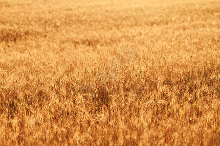 小麦田粮食农业营养稻草生产培育面包种子面粉食物图片
