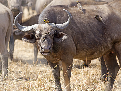 非洲野生非洲水牛城旅行风景荒野公园野生动物动物国家哺乳动物旅游黄嘴图片