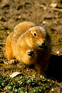 Gopher 地密码异国警报眼睛生活草原荒野动物棕色宏观野生动物图片