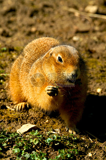 Gopher 地密码异国警报眼睛生活草原荒野动物棕色宏观野生动物图片