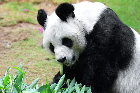 大熊猫吃竹子热带丛林森林危害熊猫野生动物哺乳动物濒危荒野毛皮图片
