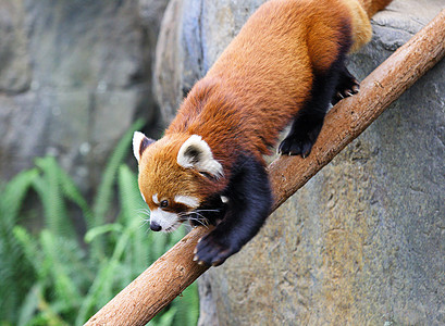 红熊猫富根树叶公园野生动物动物栖息地宠物哺乳动物荒野食肉图片