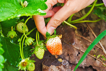 新鲜草莓植物季节食物花园甜点白色墙纸红色农场叶子绿色图片