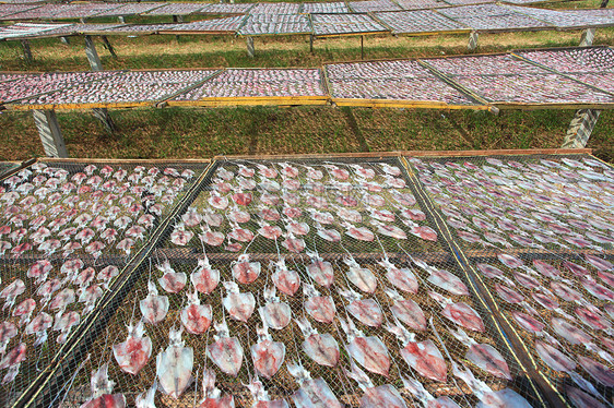 干燥的鱿鱼商业烘干渔网海鲜乌贼阳光动物食物干货图片