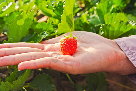 新鲜草莓植物甜点白色农场季节食物墙纸水果花园美丽叶子图片