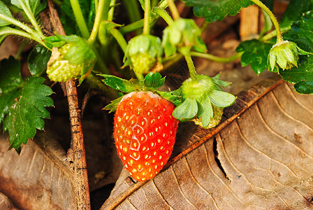 新鲜草莓植物墙纸水果季节叶子甜点白色绿色美丽农场花园图片