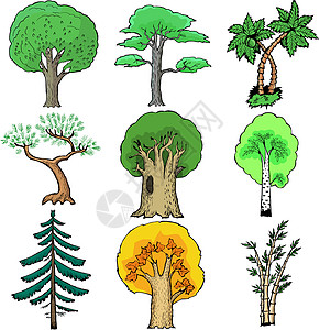 一组树木树林树干收藏植被叶子绿色竹子云杉桦木橡木图片