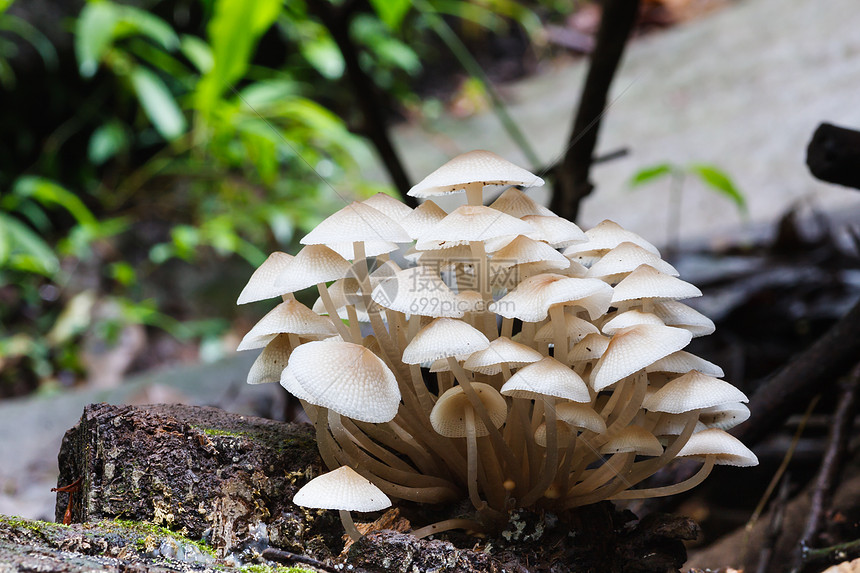森林蘑菇植物学白色团体腐烂殖民地植物水平生长生物食物图片