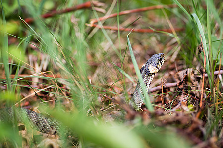草蛇Aka水蛇太阳猎人黑体花园爬虫危险森林眼睛捕食者爬虫学图片