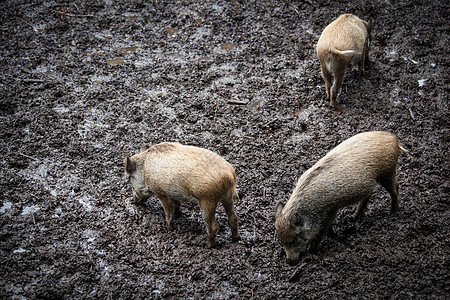 野猪(Sus scrofa)图片