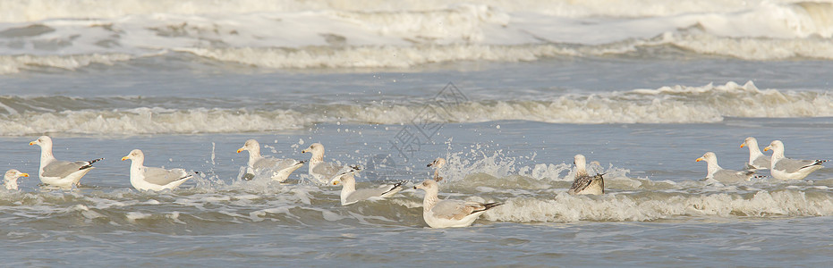 沙滩上的海鸥野生动物假期城市羽化环境折叠海滩羽毛剪裁冲浪图片