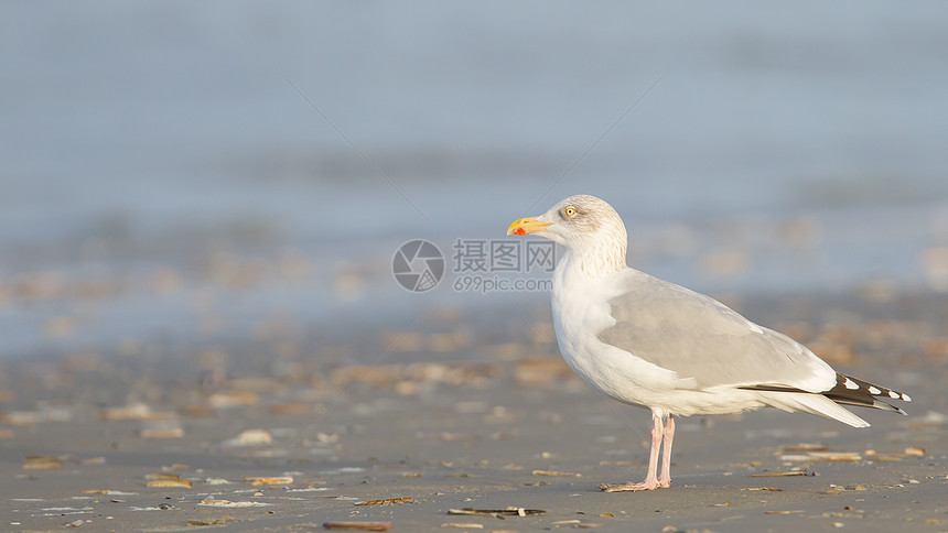 沙滩上的海鸥支撑荒野海滩折叠账单城市鲱鱼毛毡羽化冲浪图片