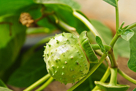 茄茄子饮食花园园艺植物培育农场菜畦蔬菜营养生长图片