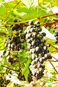 葡萄水果叶子生长乡村蓝色红色藤蔓紫色绿色食物图片