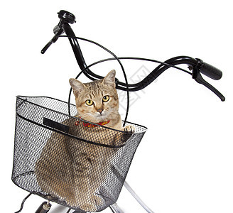 坐在自行车篮子中的猫毛皮小猫猫眼图片