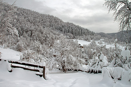 冬季风景森林多云树木白色栅栏国家松树童话冻结图片