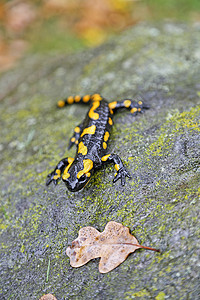 烈火烧灼者两栖斑点蜥蜴荒野野生动物黑色岩石石头黄色尾巴图片