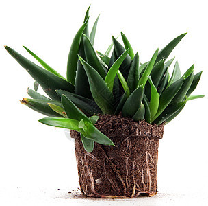 Aloe Vera 树叶凝胶植物群植物植物学皮肤治疗草本植物果汁生长药品图片