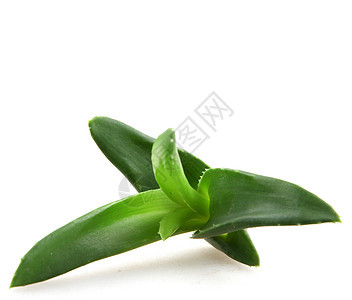 Aloe Vera 树叶治愈治疗植物群化妆品宏观植物草本植物果汁药品叶子图片