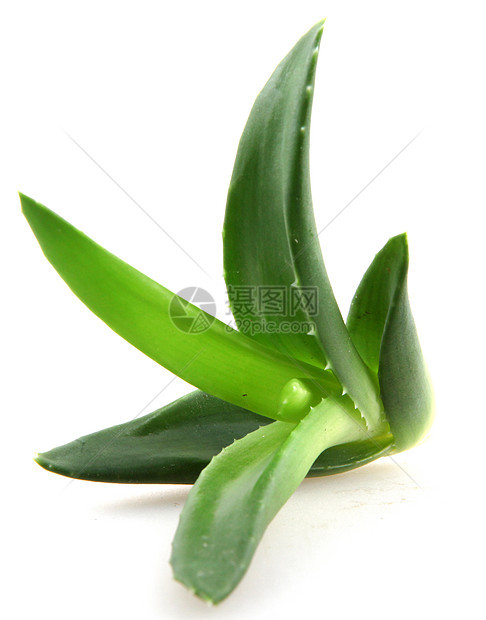 Aloe Vera 树叶植物学植物群治愈化妆品草本植物药品治疗宏观果汁愈合图片