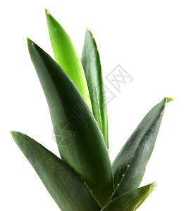 Aloe Vera 树叶植物群生长化妆品药品护理凝胶植物学治疗皮肤科宏观图片