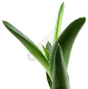 Aloe Vera 树叶生长草本植物化妆品治愈药品宏观凝胶护理果汁植物图片