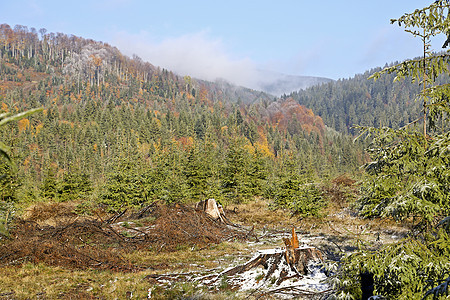 山中秋天树木山脉季节天空绿色丘陵木头松树阳光树叶图片