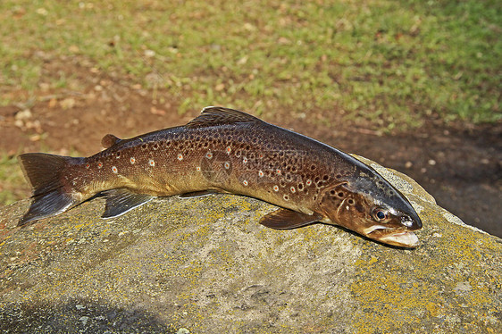 常见鳟鱼斑点石头绿色营养薄片动物红色图片