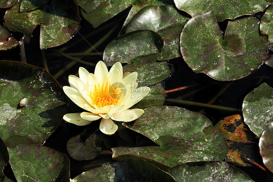 黄水百合叶子花瓣植物群荷花环境异国沼泽花园香水公园图片