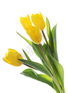 黄色郁金花团体植物群礼物花瓣郁金香植物花束花园季节花朵图片